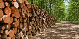 Forestry Contractors Insurance 